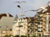 Mouette Rieuse