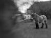 Cheval de trait